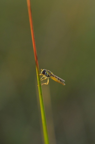 drobcena by mitja.a.
