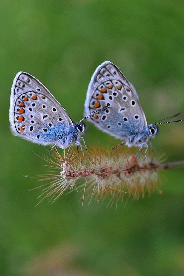twins by N