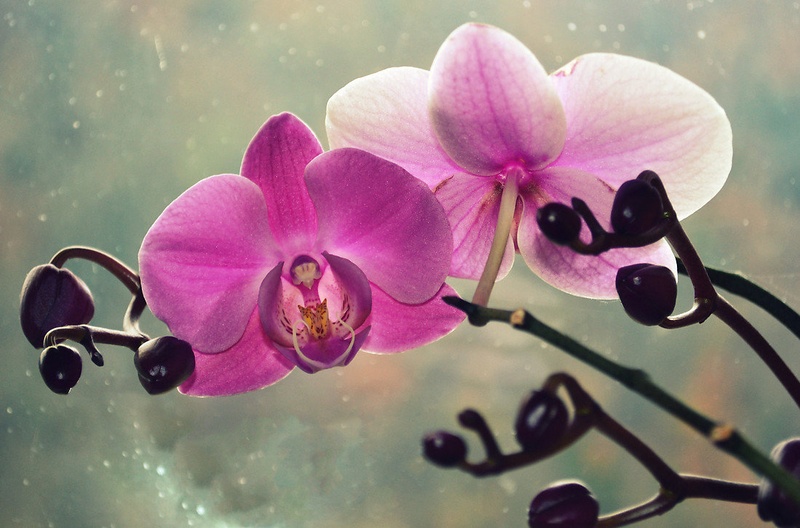 orchid by N