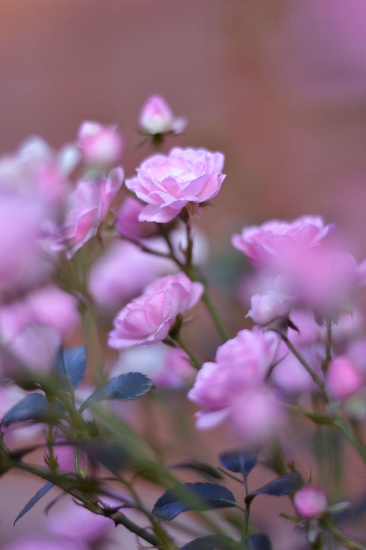 Roses by N