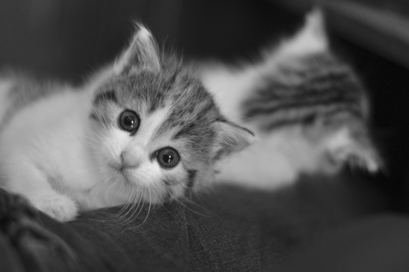 Cat by N