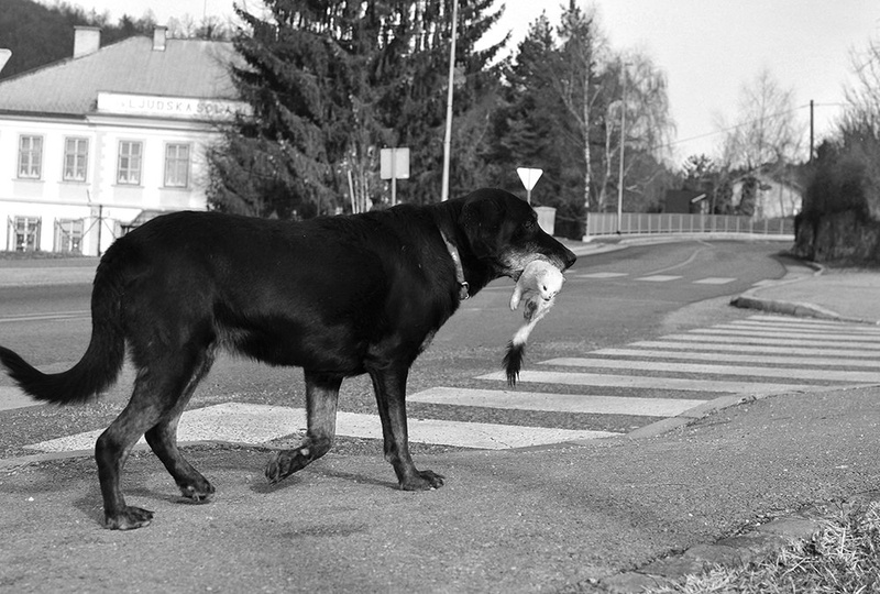 Črnobela by Zvone Lavrič