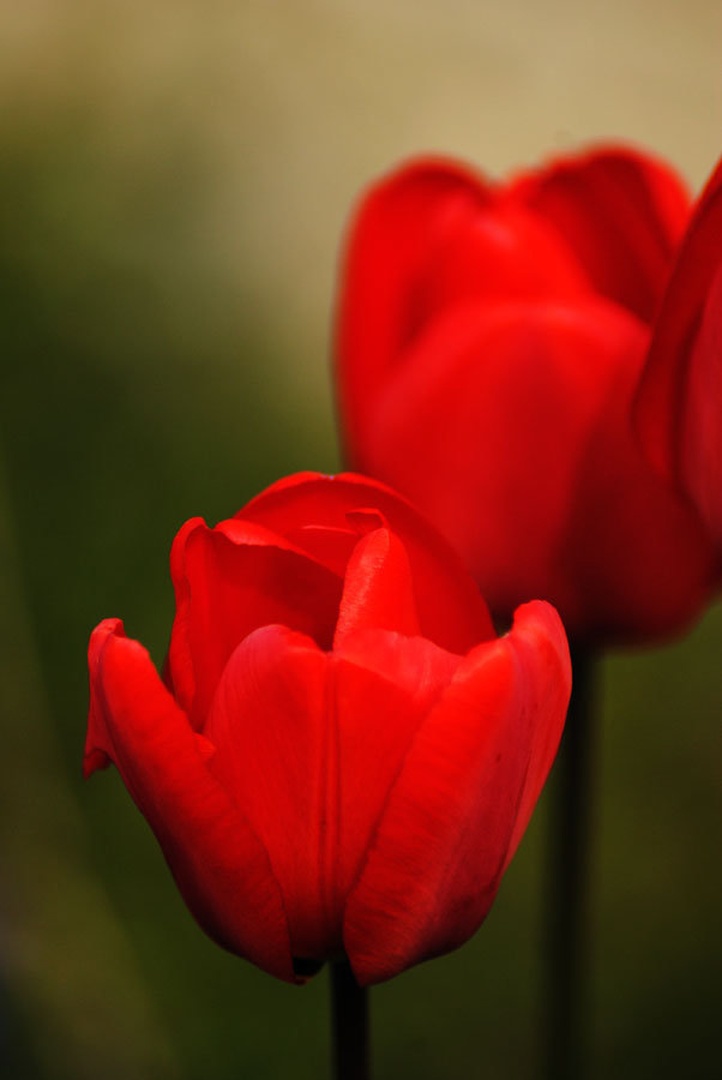 Tulipa by Klemen Štih