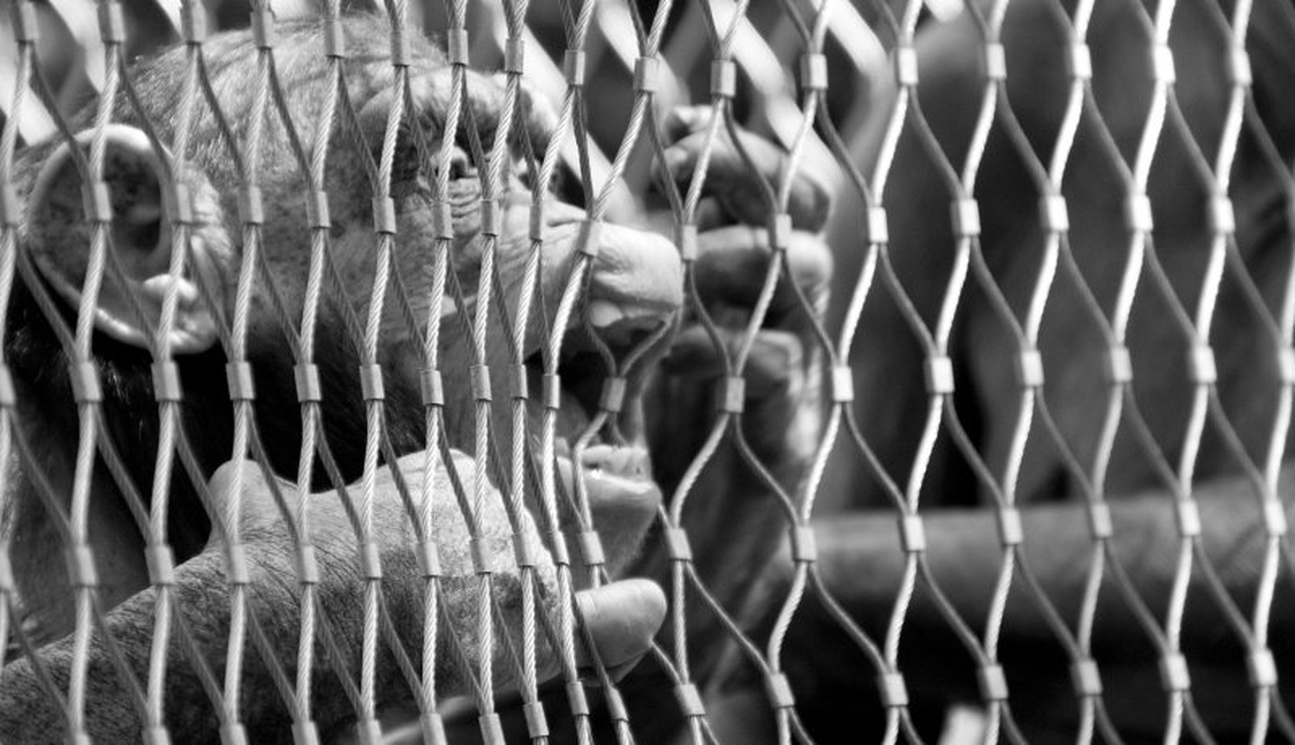 Please, let me out... by Peter Tamše
