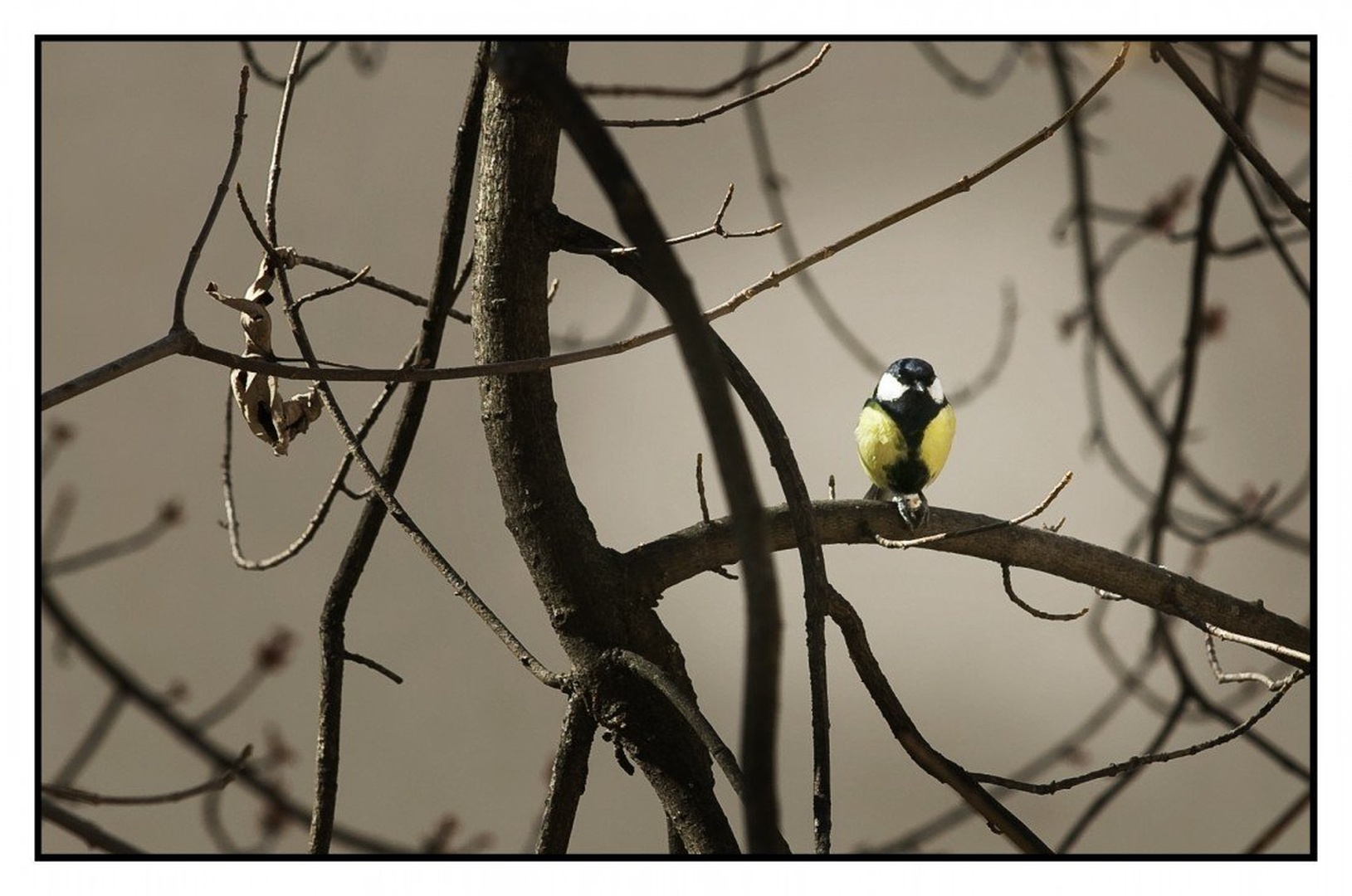 Prihajajo by ML