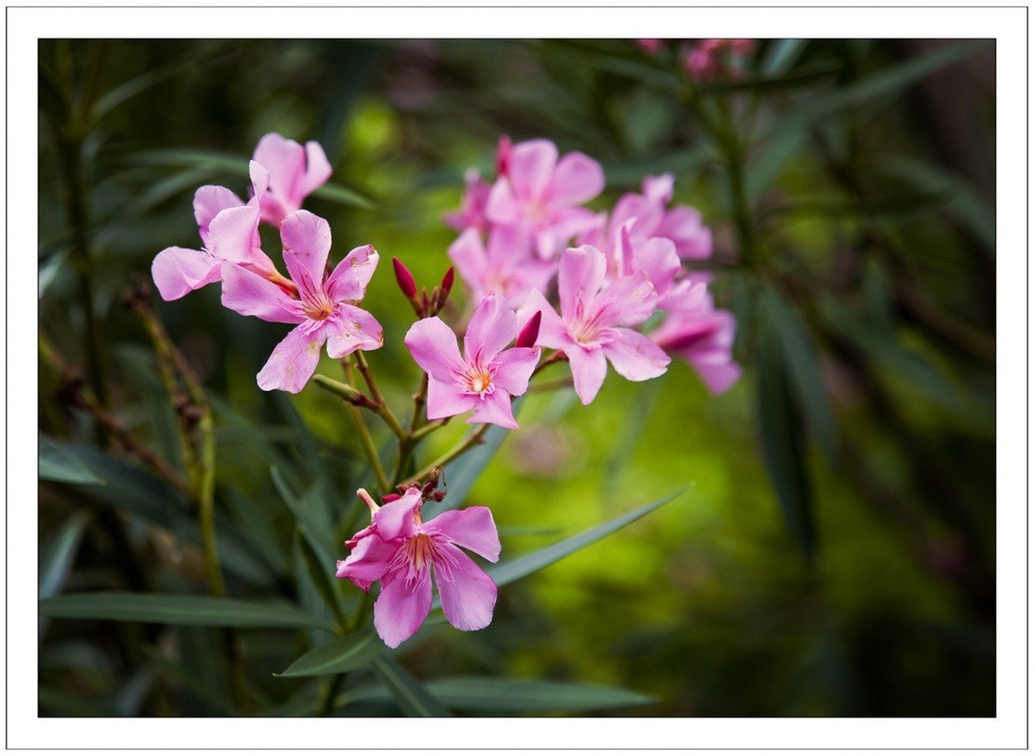 zadnji cvet by ML