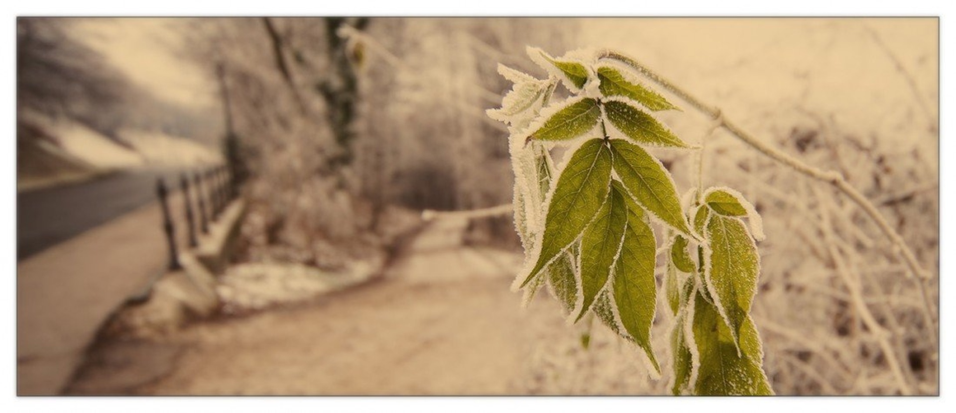 Evergreen by ML