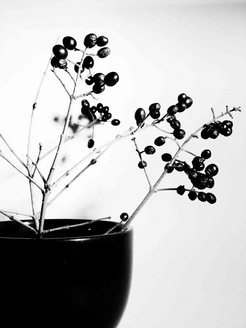 black and white by Uroš Kramberger