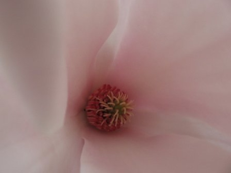 cvet magnolije by METYcunder