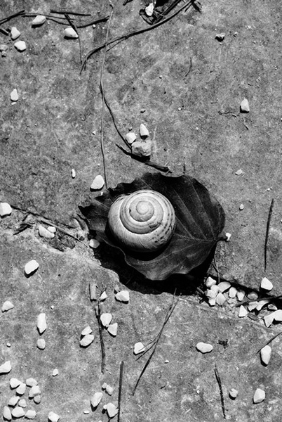 A snail lost his house on a leaf ... by Petra Lebar