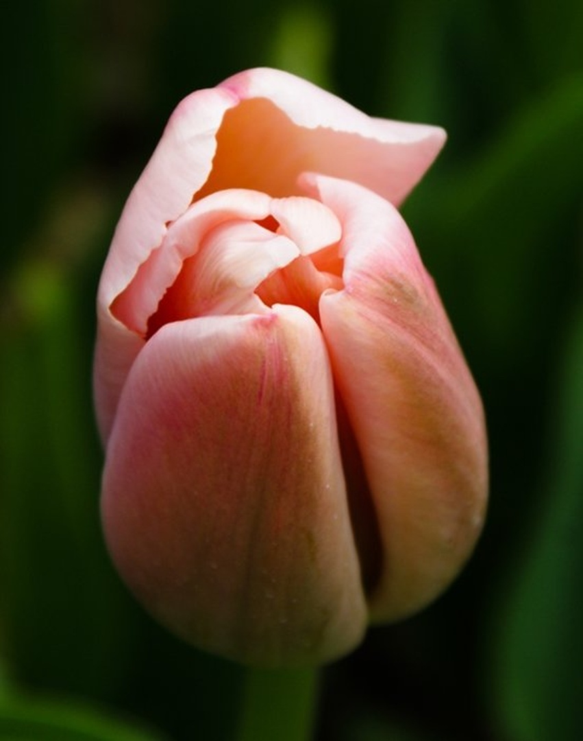 Tulipan by Petra Lebar