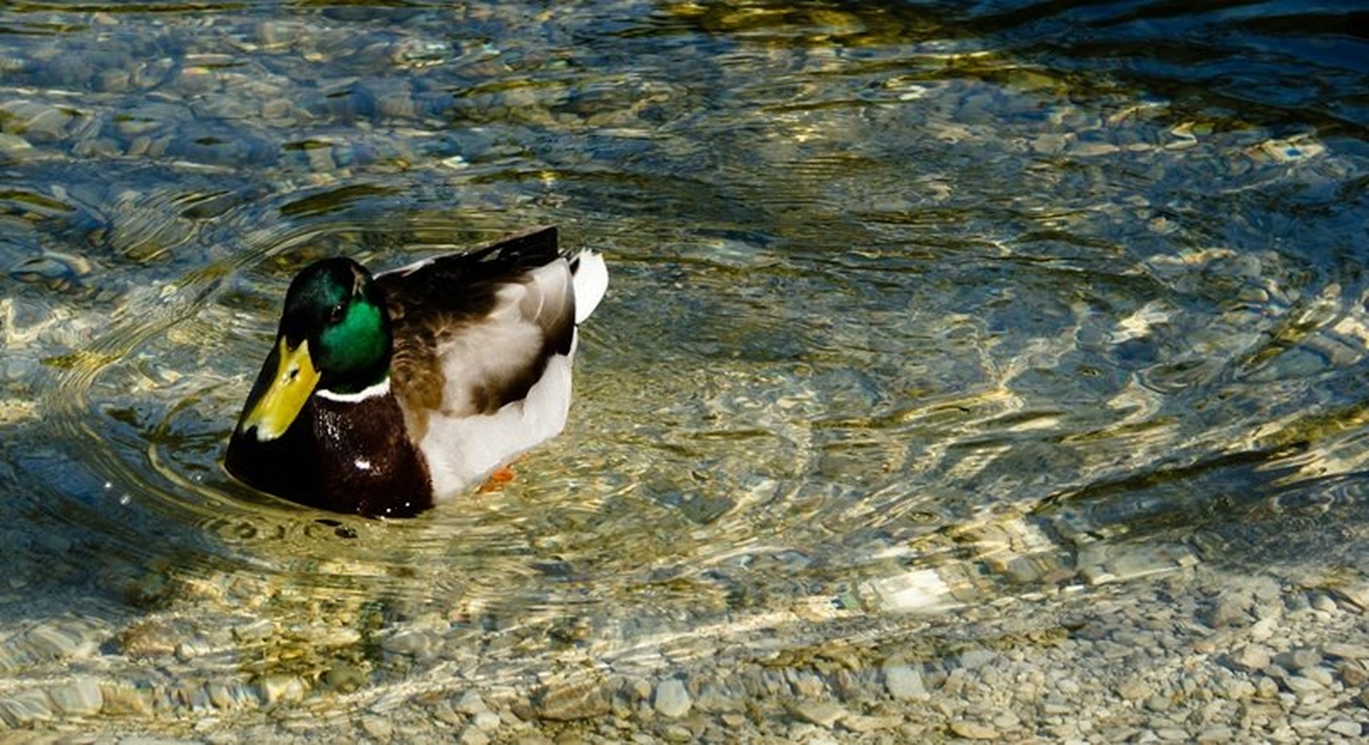 What's up duck ... by Petra Lebar