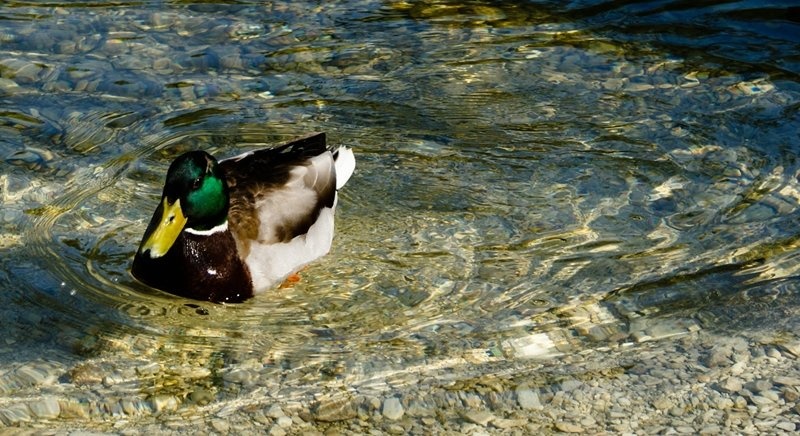 What's up duck ... by Petra Lebar
