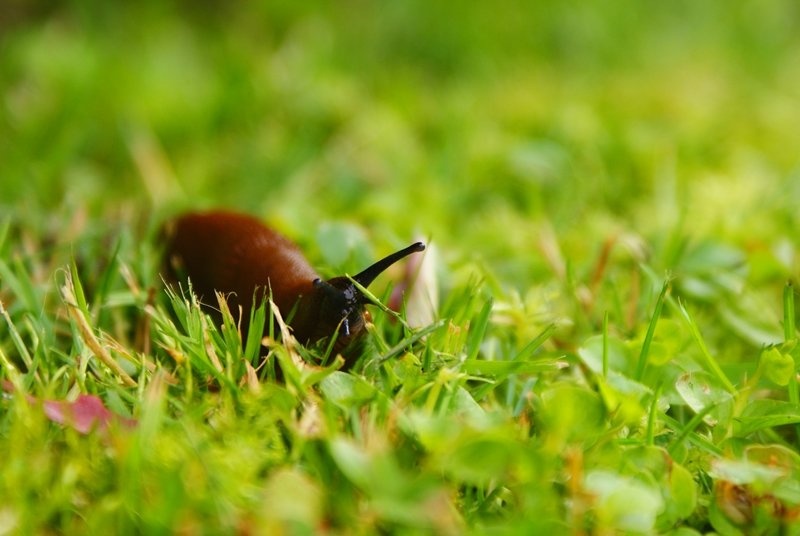 Snail by Petra Lebar