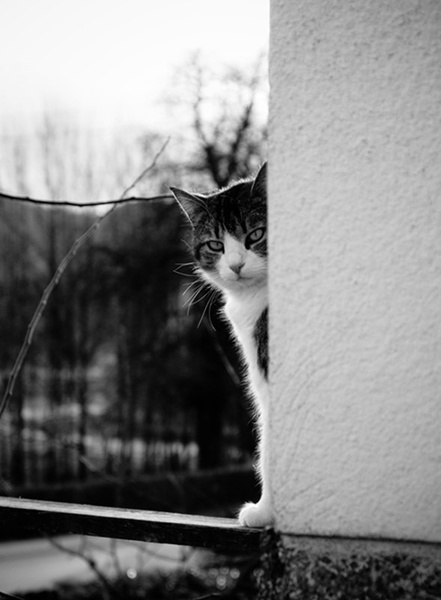 Čemeren muc by Petra Lebar