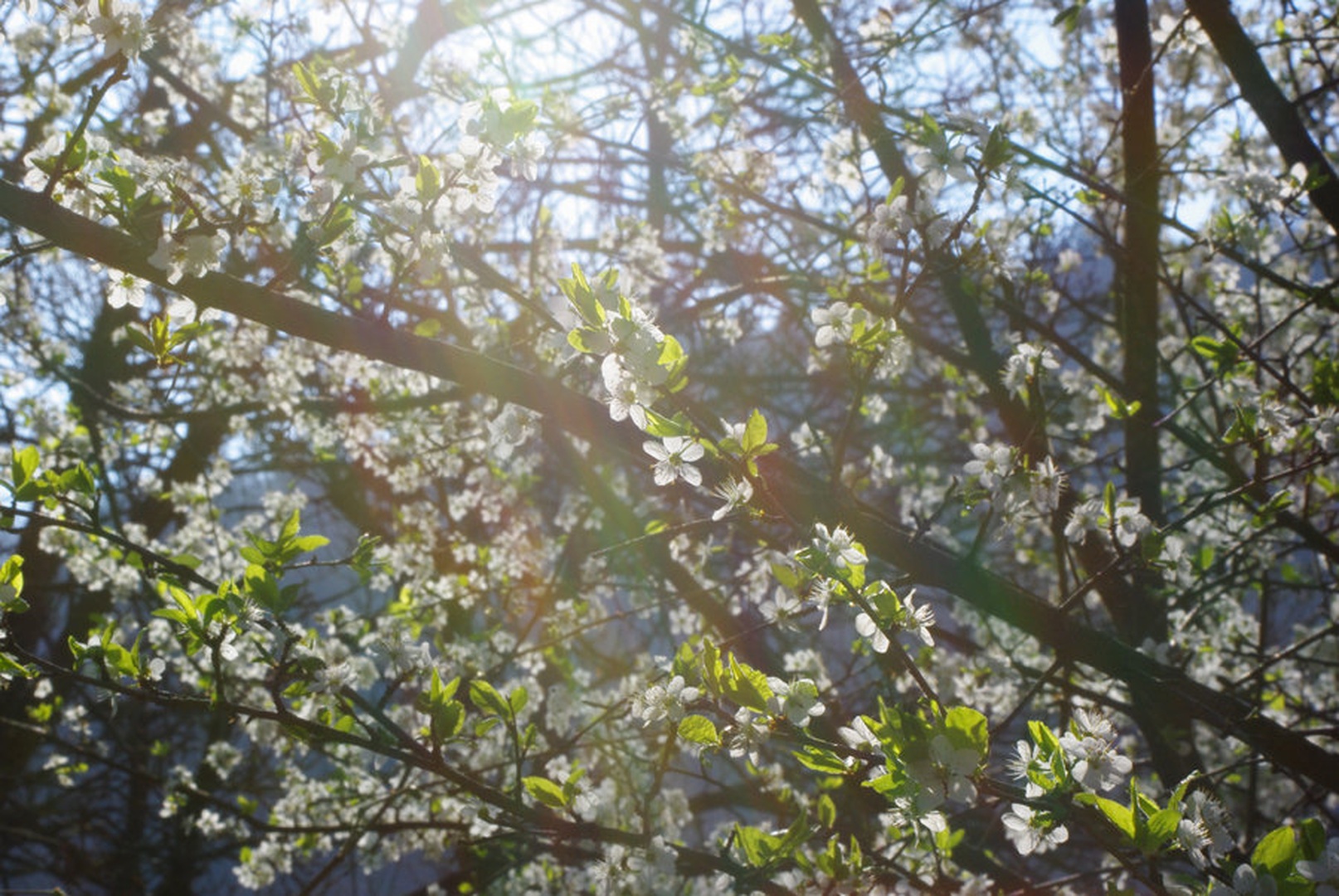 you must believe in spring by