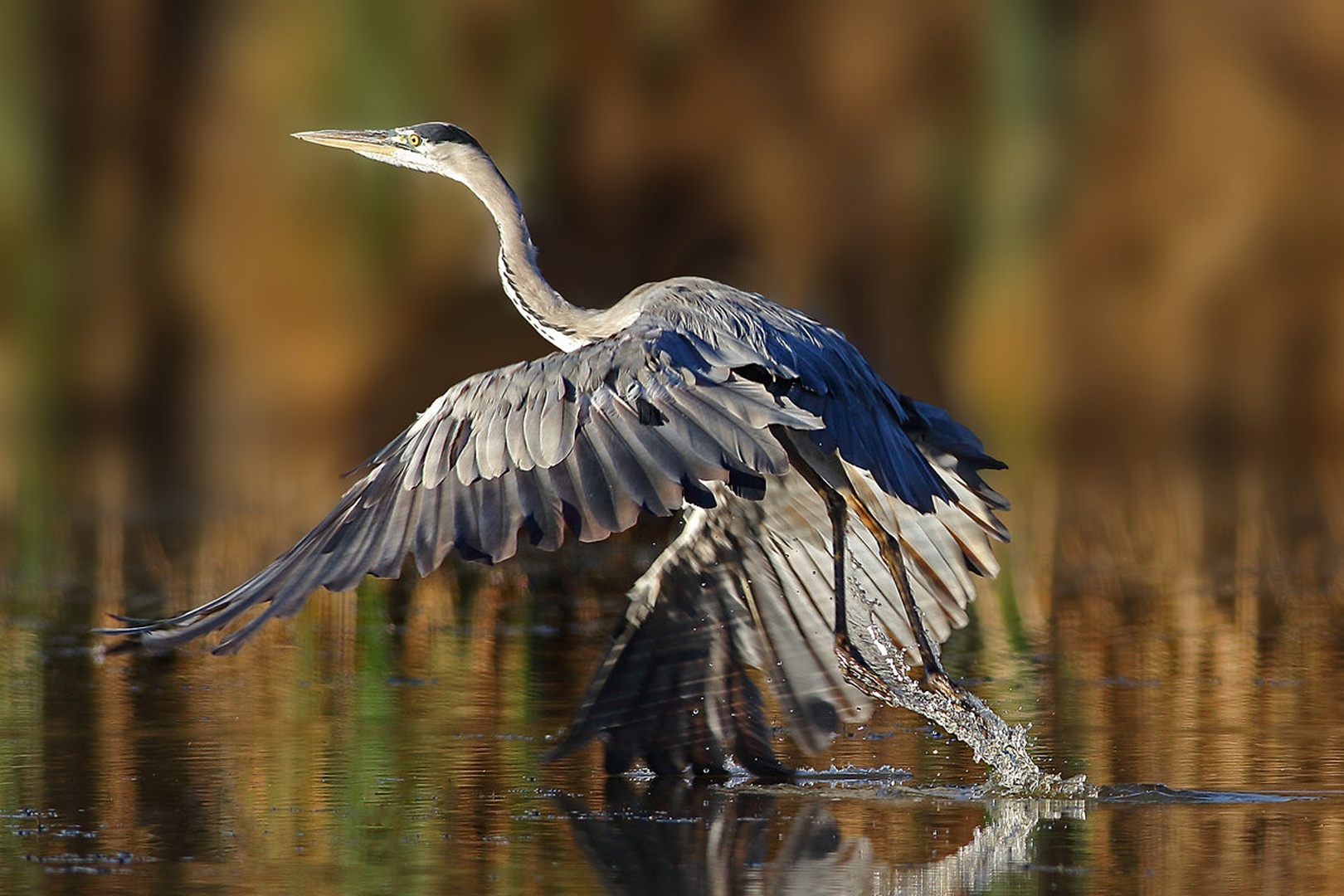 Take off by Gregor Bernard