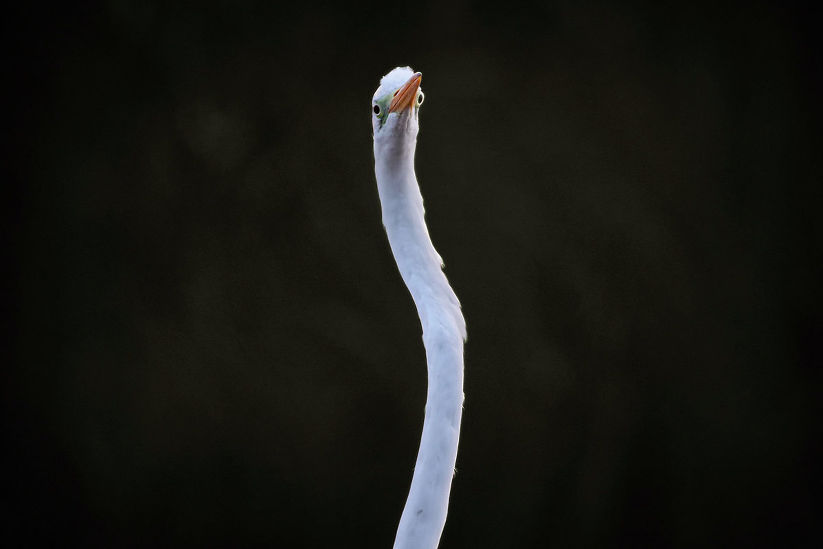 Snakehead by Gregor Bernard