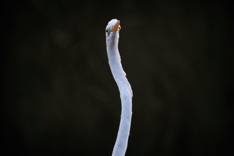Snakehead by Gregor Bernard