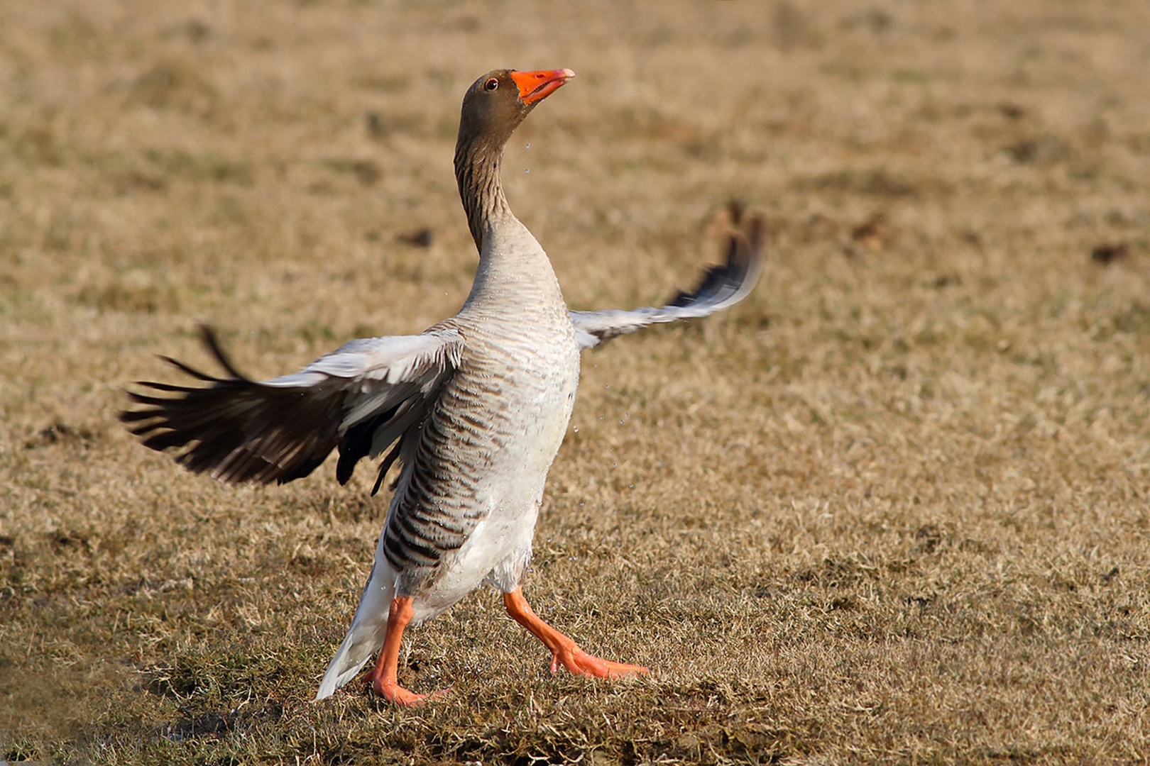 Dancing Queen by Gregor Bernard