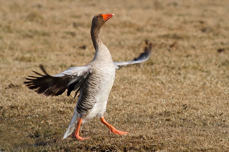 Dancing Queen by Gregor Bernard