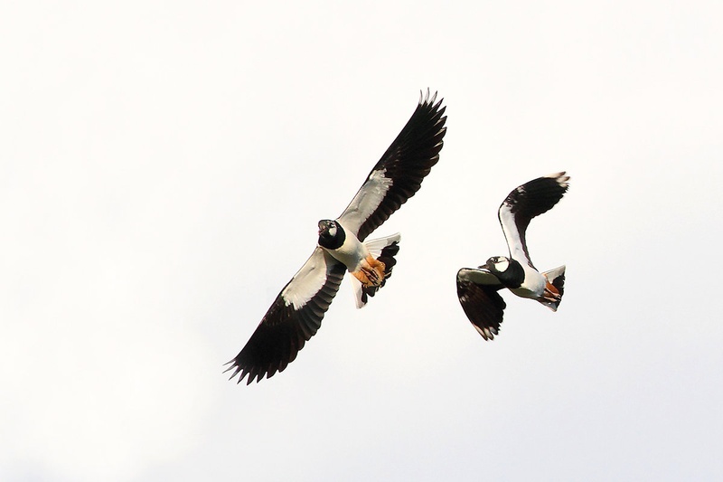 Dog Fight by Gregor Bernard