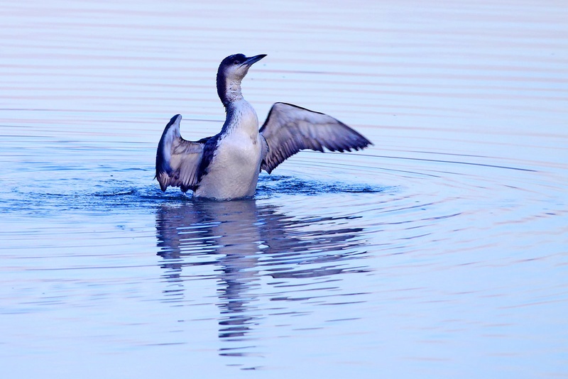Polarno jutro by Gregor Bernard