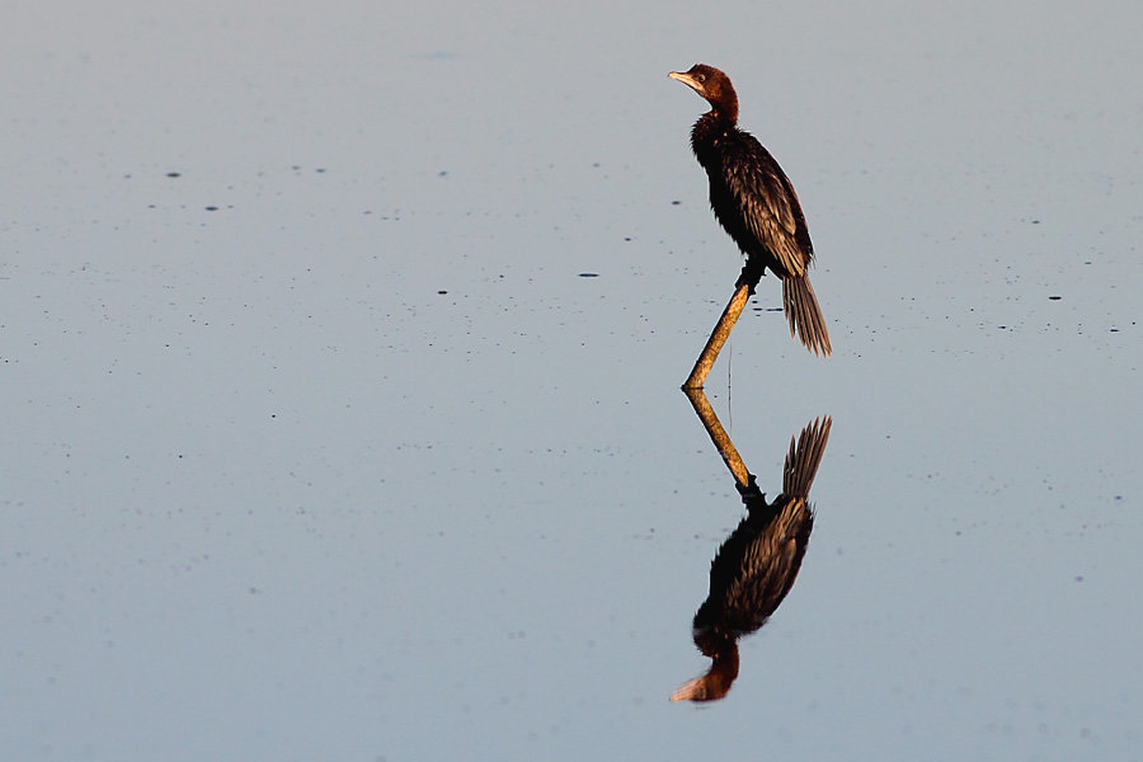 Pritlikavi kormoran by Gregor Bernard