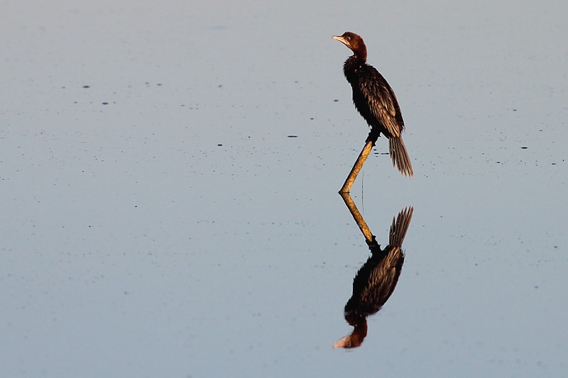 Pritlikavi kormoran by Gregor Bernard