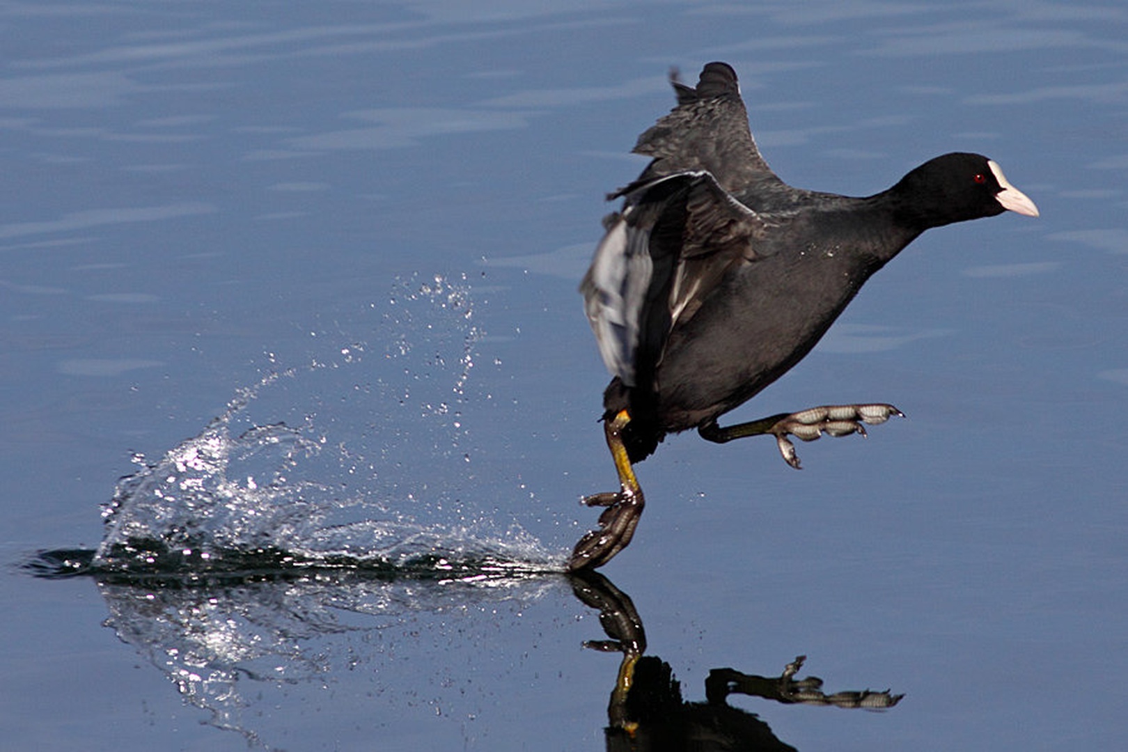 Touch down by Gregor Bernard