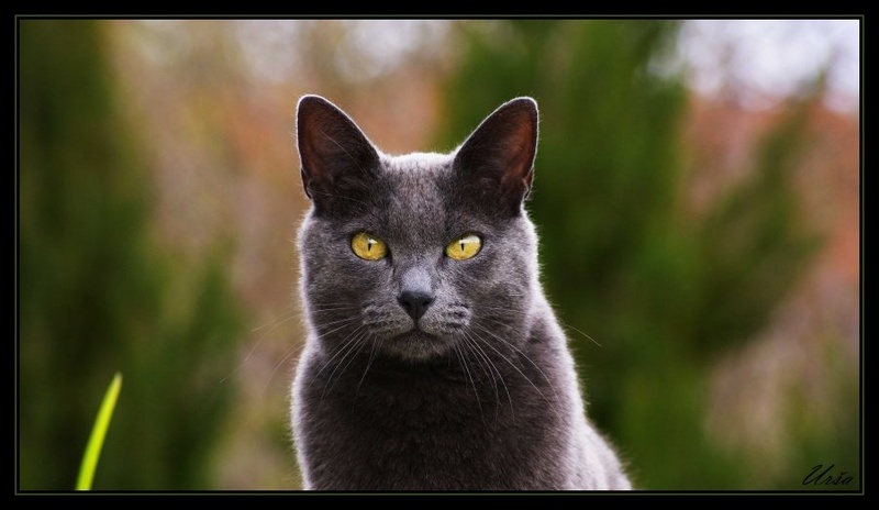 Cat by Urshha