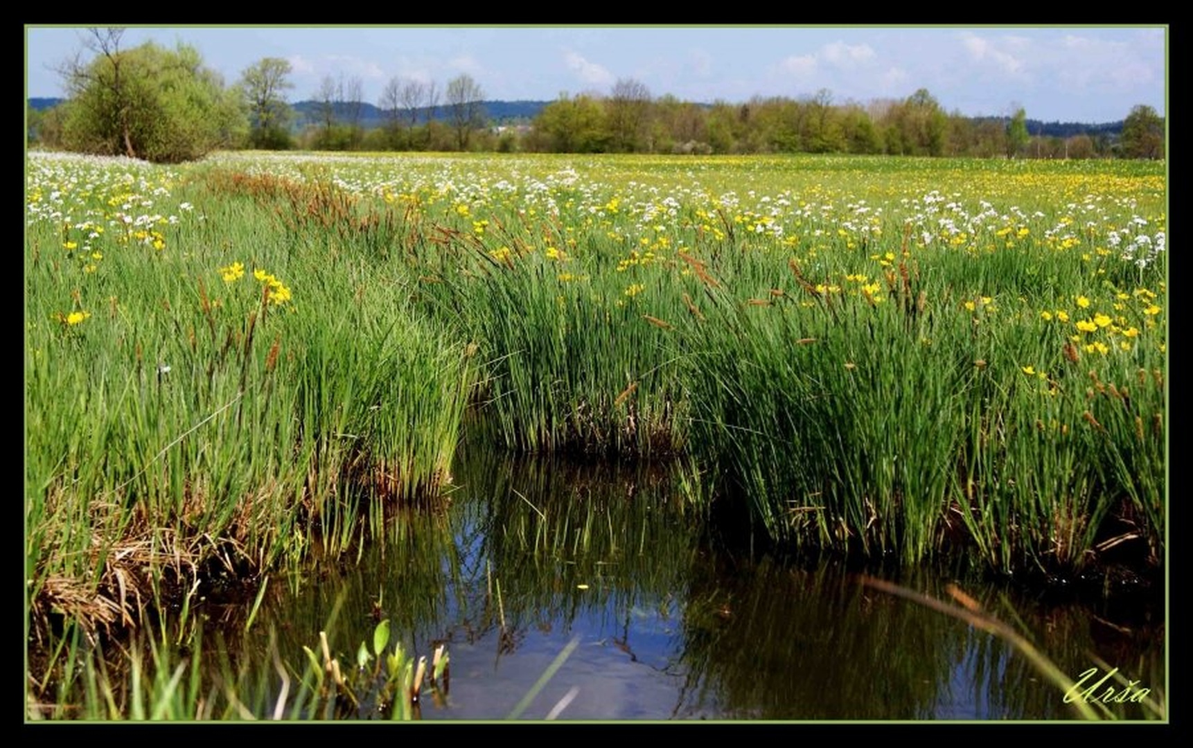 Planinsko polje by