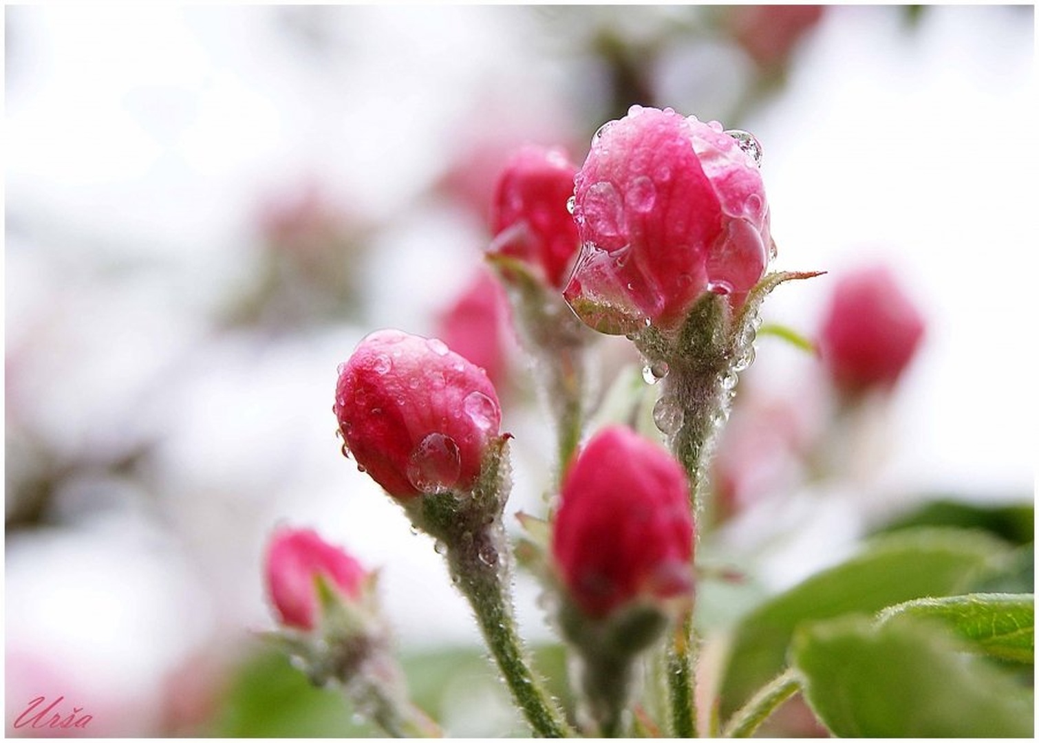 Aprilska by