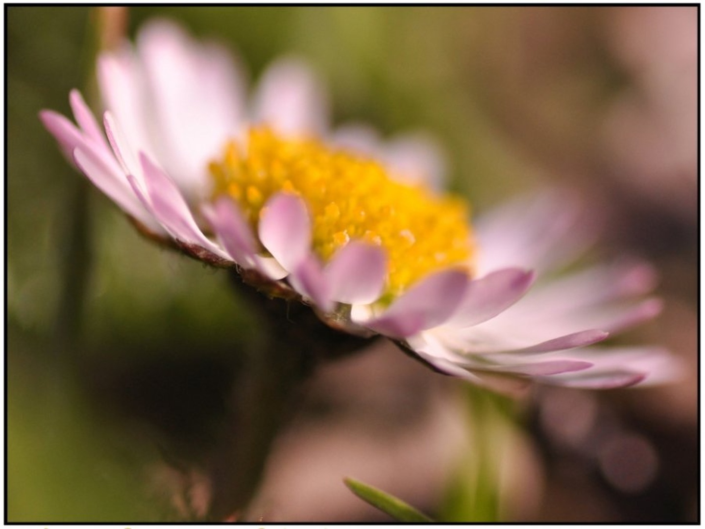 Marjetica... by