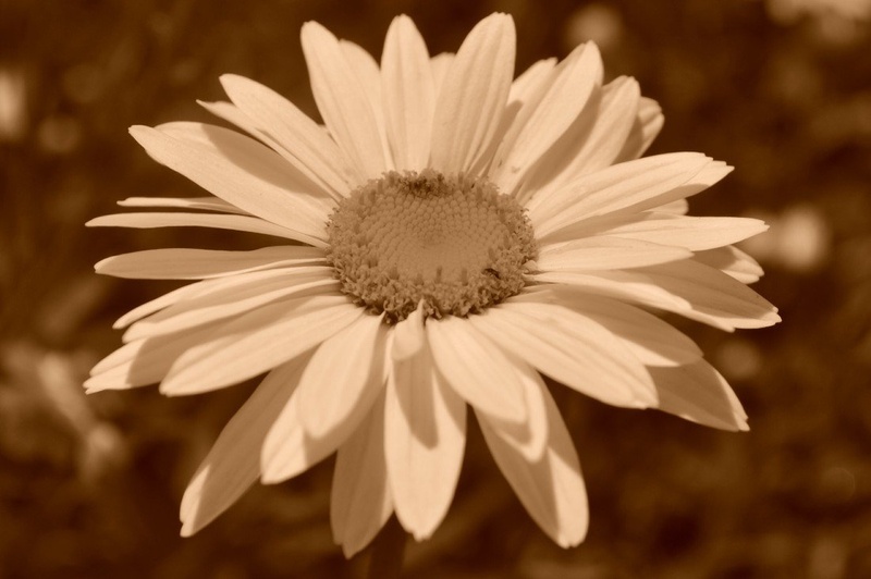 nature by Andrej Hren