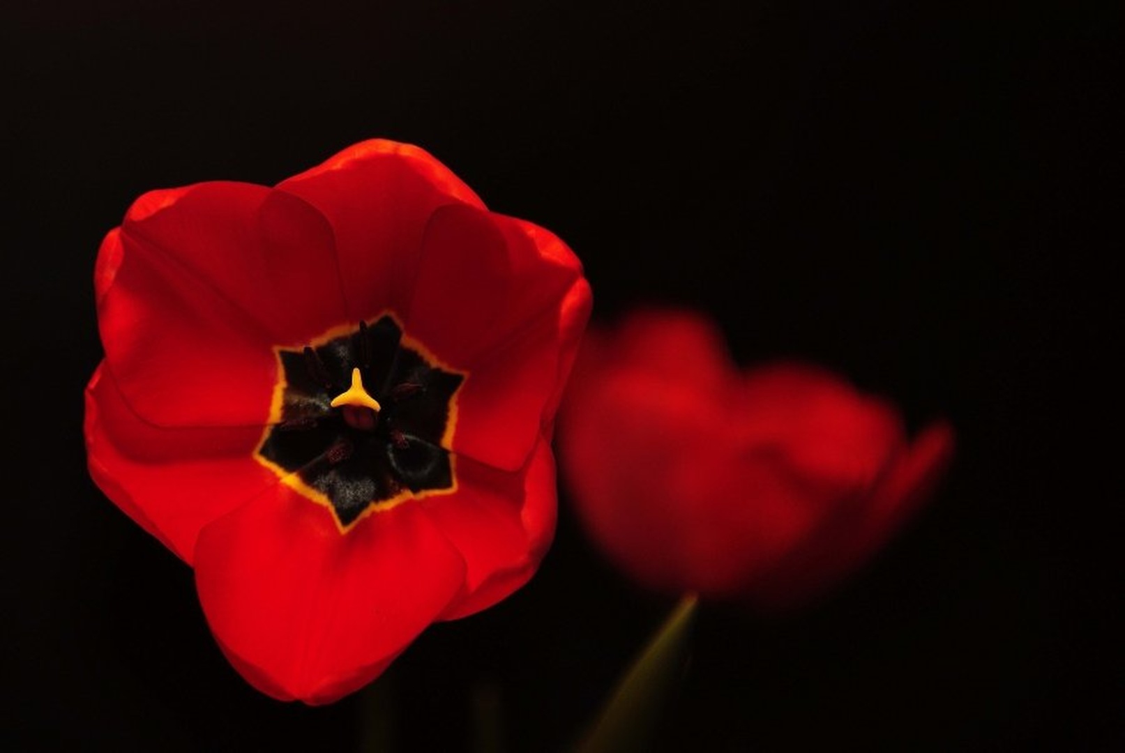 Tulipan by Marko Ribič