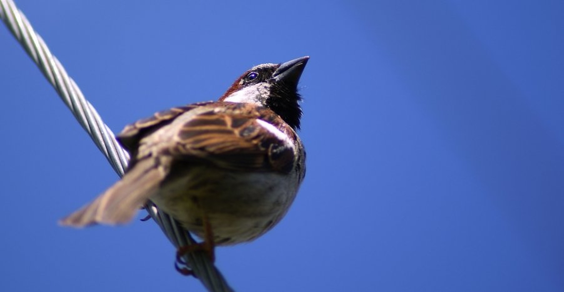 Passer domesticus by Marko Ribič