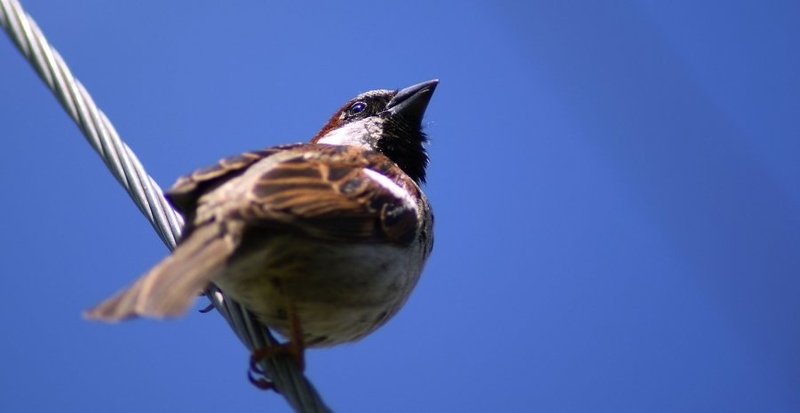 Passer domesticus by Marko Ribič
