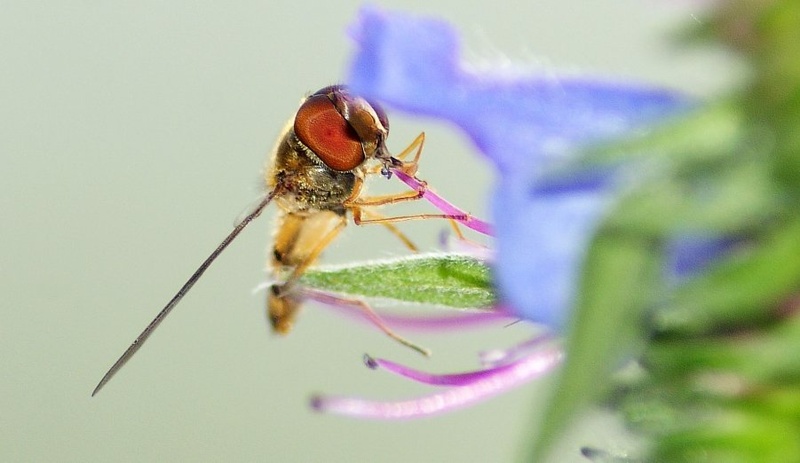 Muha - trepetavka by Marko Ribič