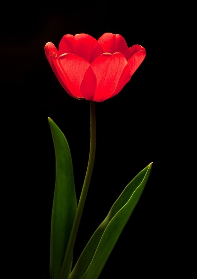 Tulipan 2 by Marko Ribič