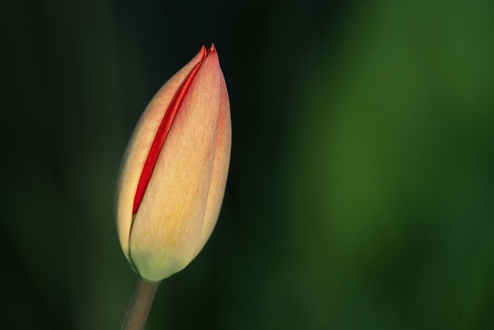 Tulipan 3 by Marko Ribič