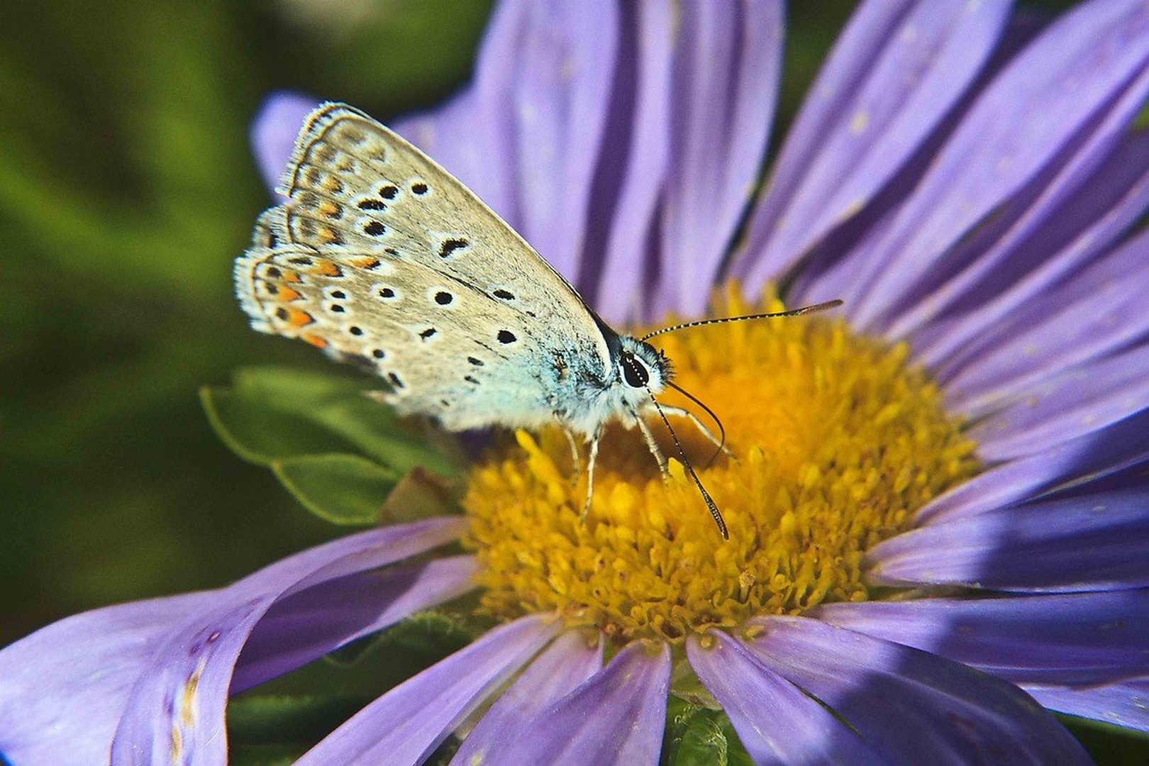 Butterfly by luka567