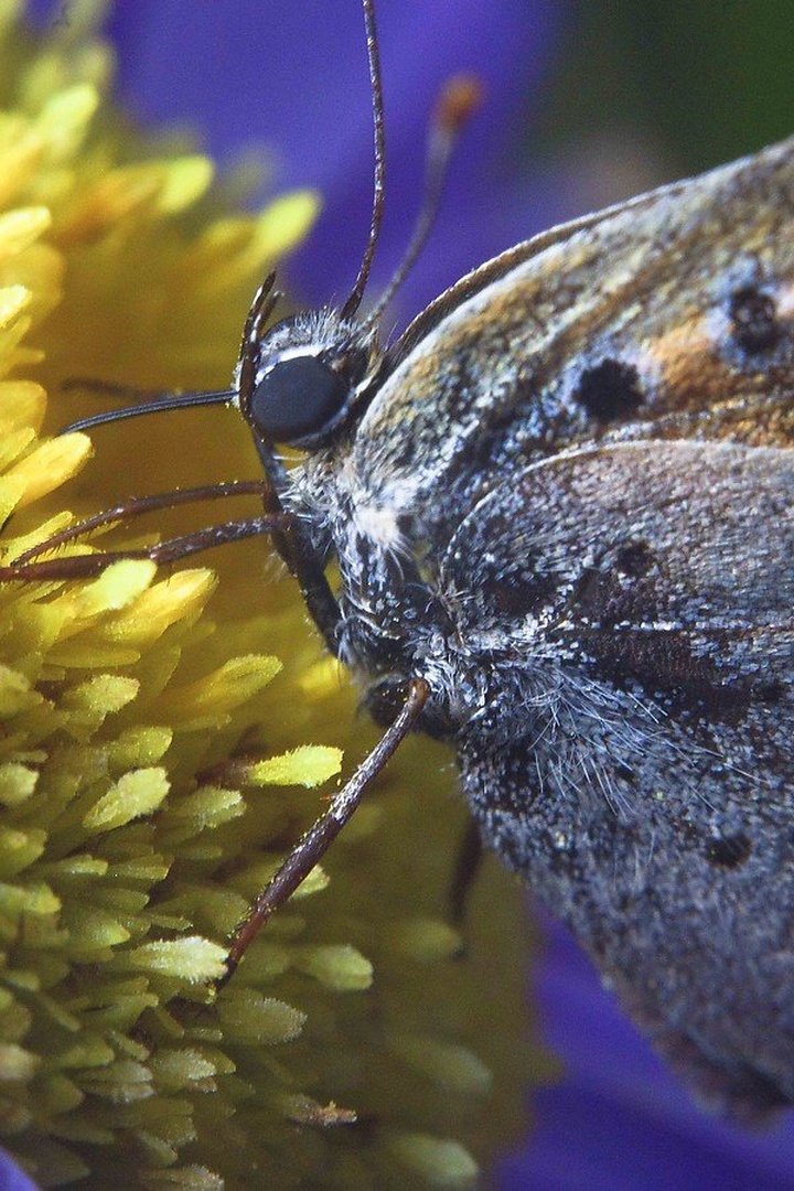 Butterfly III by luka567