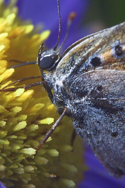 Butterfly III by luka567