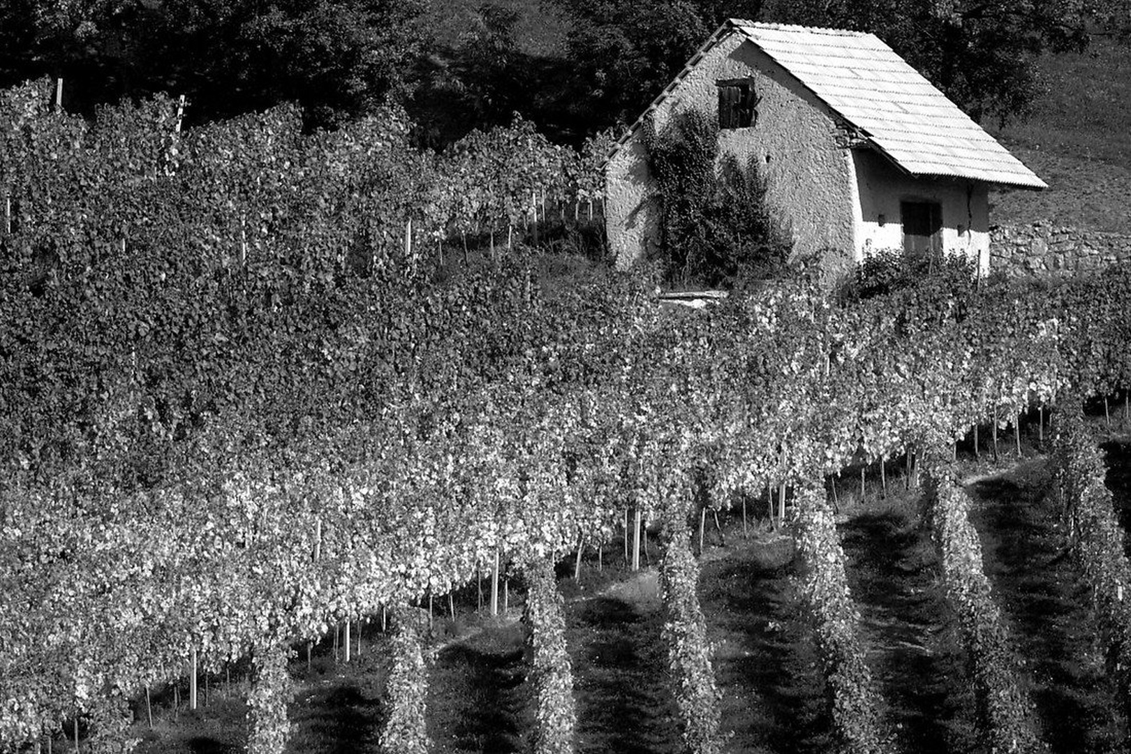 Vinogradniška by luka567