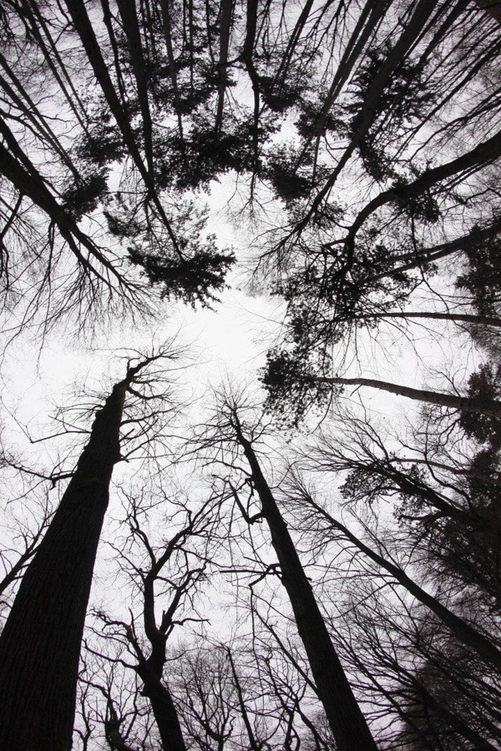 The trees, a welcome sight by luka567