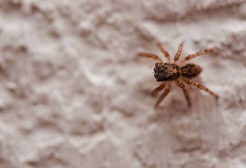 Spider by luka567