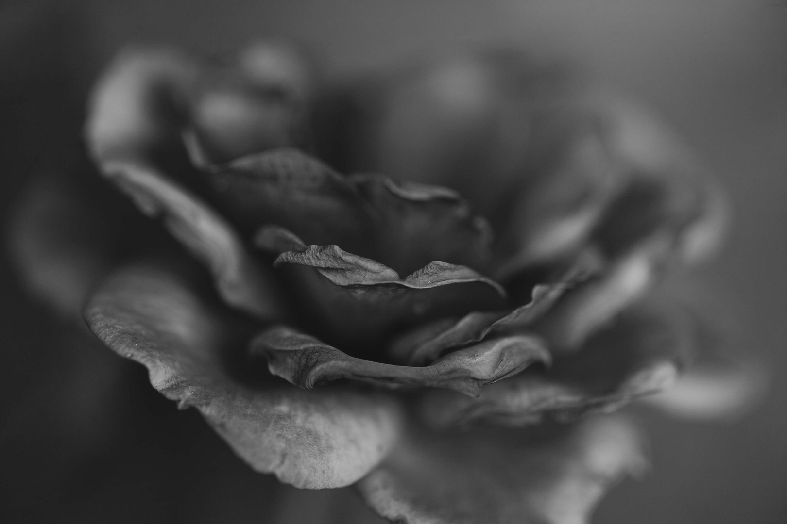 La vie en rose by luka567