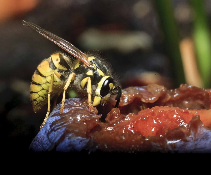 Hungry wasp by luka567