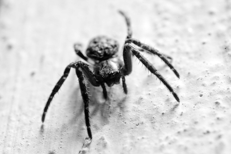 Spider by luka567